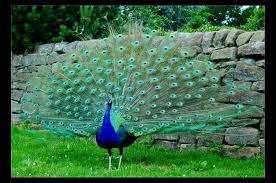 proud peacock