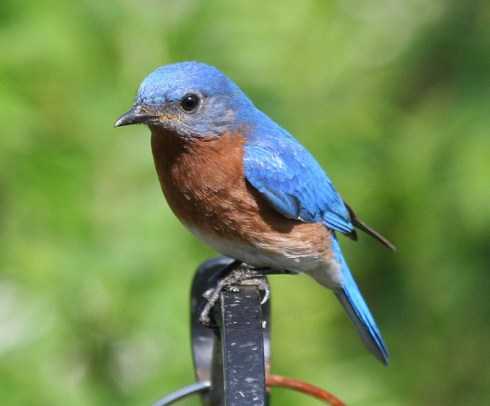 bluebird
