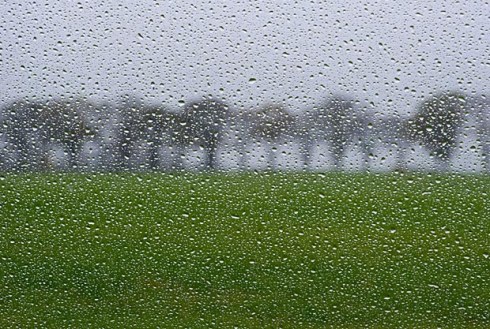 rainy day trees