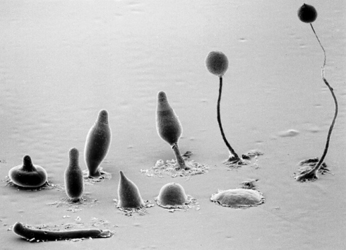 slime-mold-amoeba-dictybase-grimson-blanton
